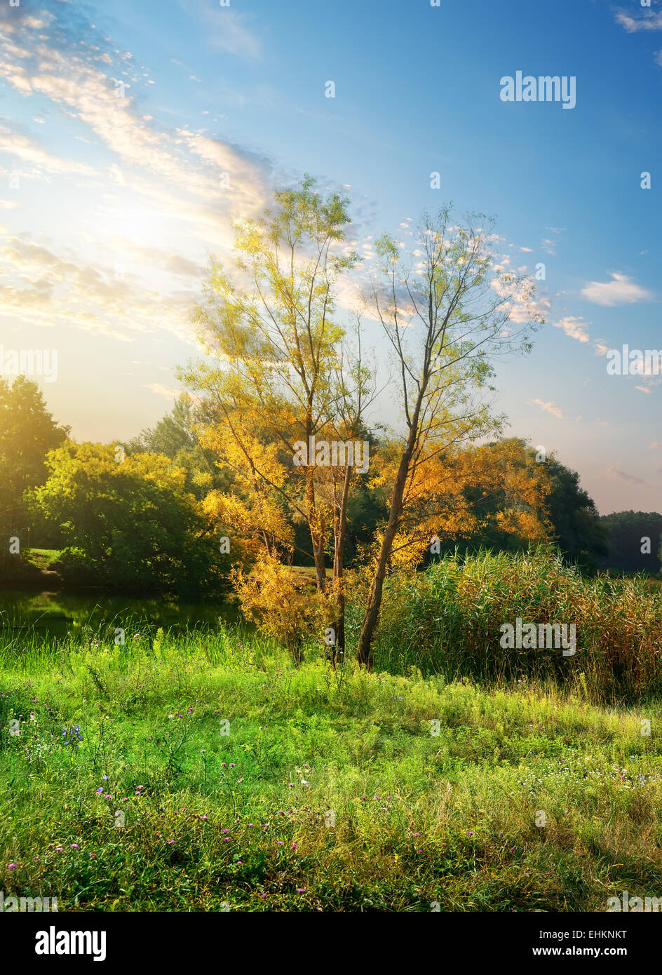 Arbres sur un pré de fleurs au lever du soleil Banque D'Images