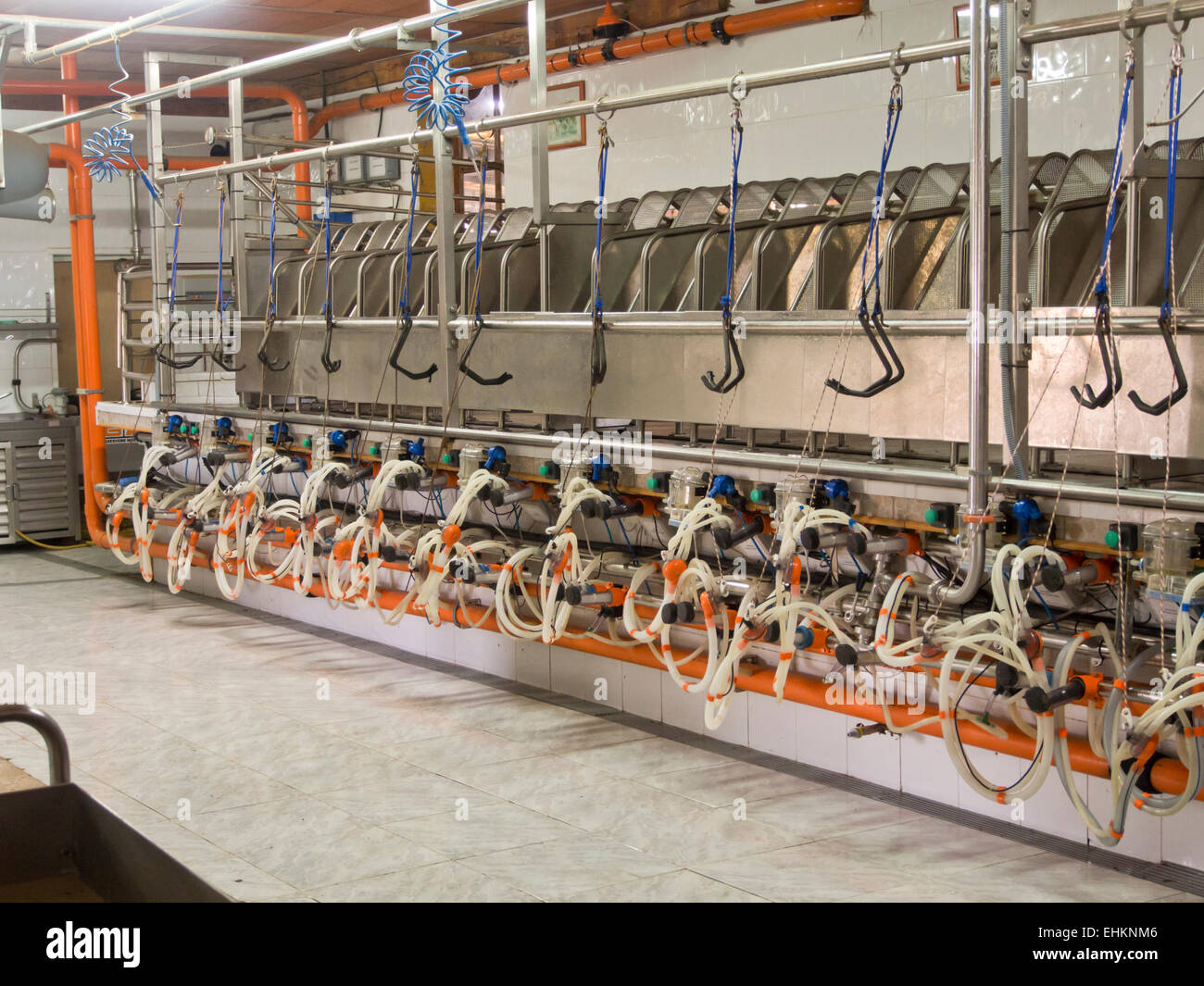 Les machines à traire dans une rangée pour les chèvres dans une ferme à Fuerteventura, Espagne, pour la production de fromage de chèvre traditionnel Banque D'Images