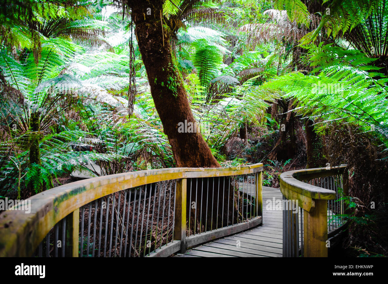 Maits Rest Rainforest Trail dans le parc national Great Otway, sur Great Ocean Road, Victoria, Australie l'État Banque D'Images