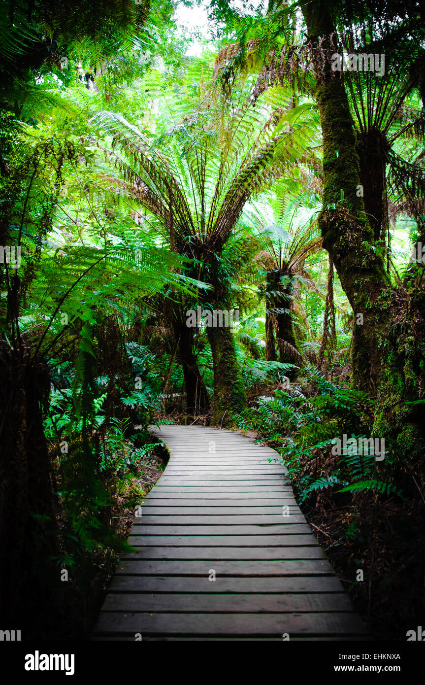 Maits Rest Rainforest Trail dans le parc national Great Otway, sur Great Ocean Road, Victoria, Australie l'État Banque D'Images