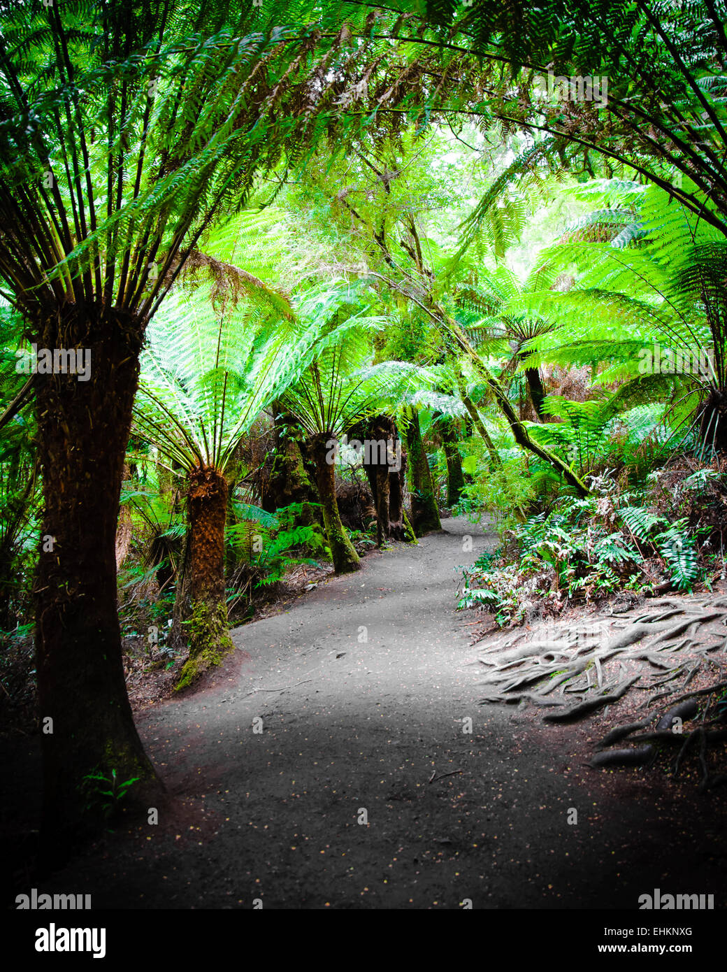 Maits Rest Rainforest Trail dans le parc national Great Otway, sur Great Ocean Road, Victoria, Australie l'État Banque D'Images