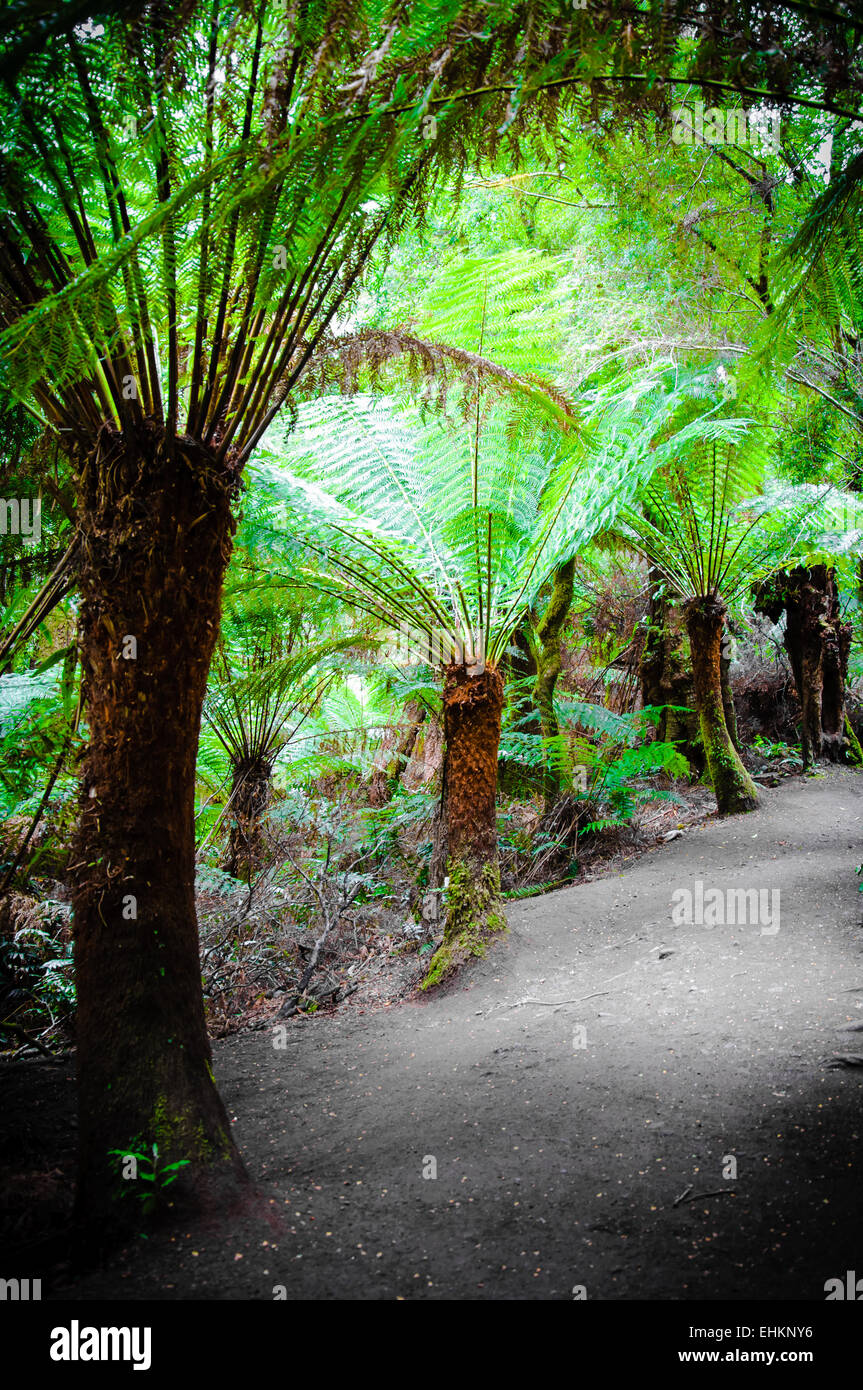 Maits Rest Rainforest Trail dans le parc national Great Otway, sur Great Ocean Road, Victoria, Australie l'État Banque D'Images