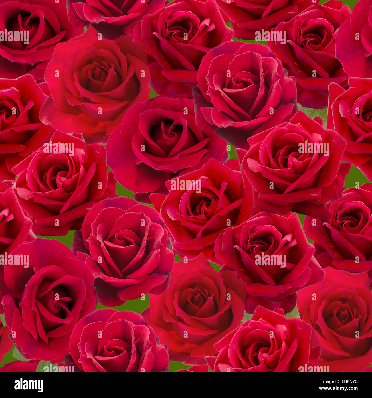 Roses rouge motif transparent Banque D'Images