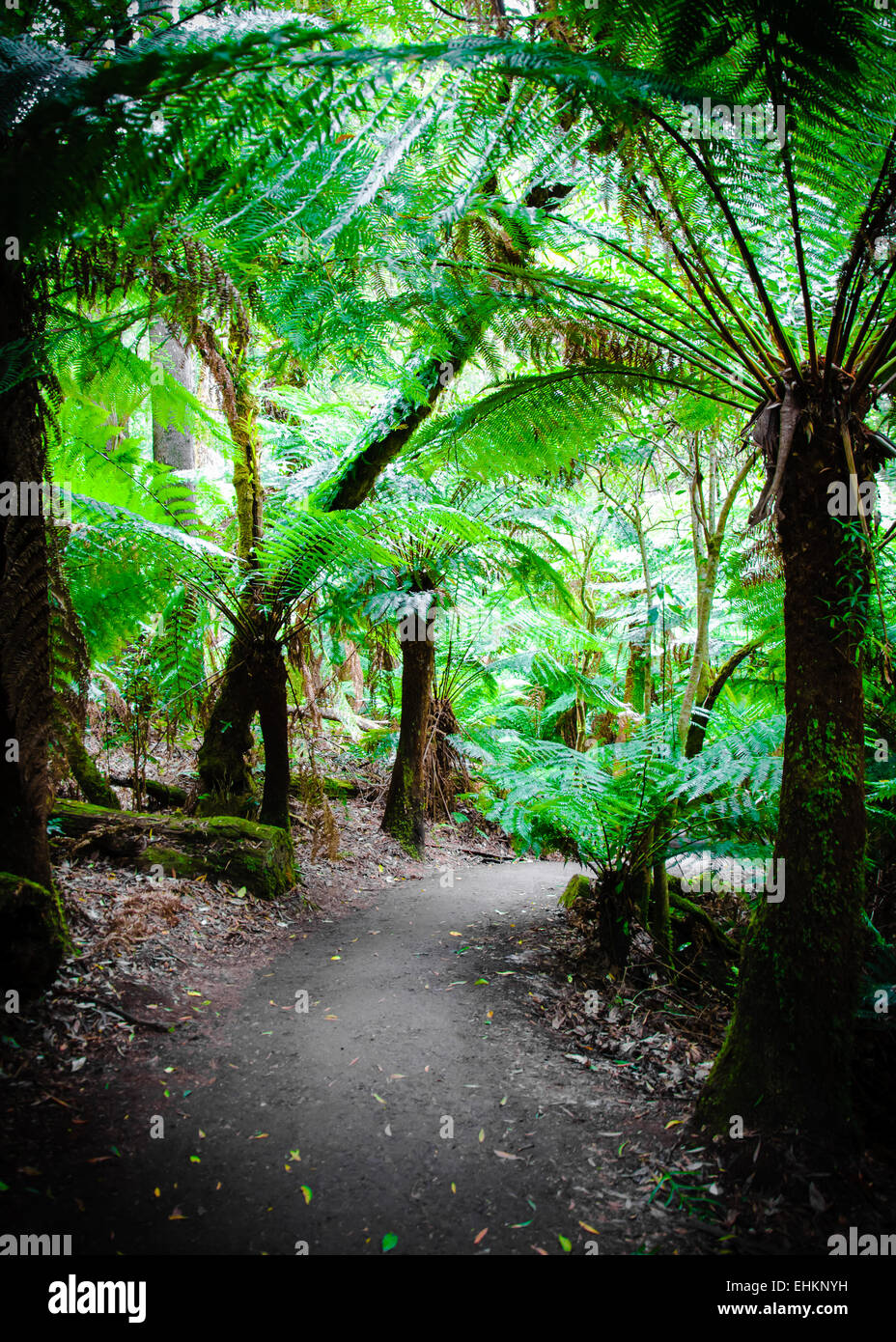 Maits Rest Rainforest Trail dans le parc national Great Otway, sur Great Ocean Road, Victoria, Australie l'État Banque D'Images