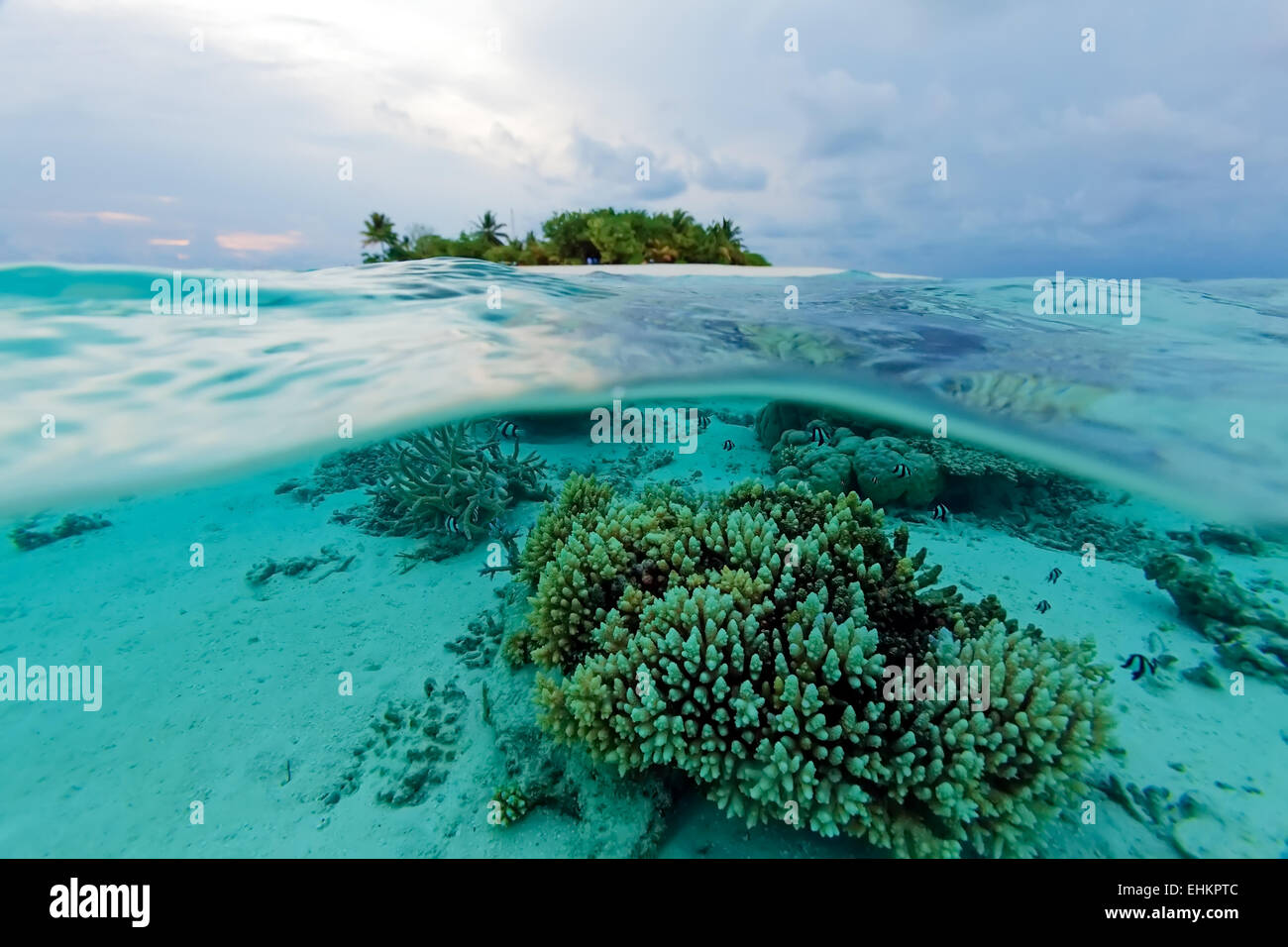 Scène sous-marine semi tropicales de l'île et de corail avec de petits poissons, Maldives Banque D'Images