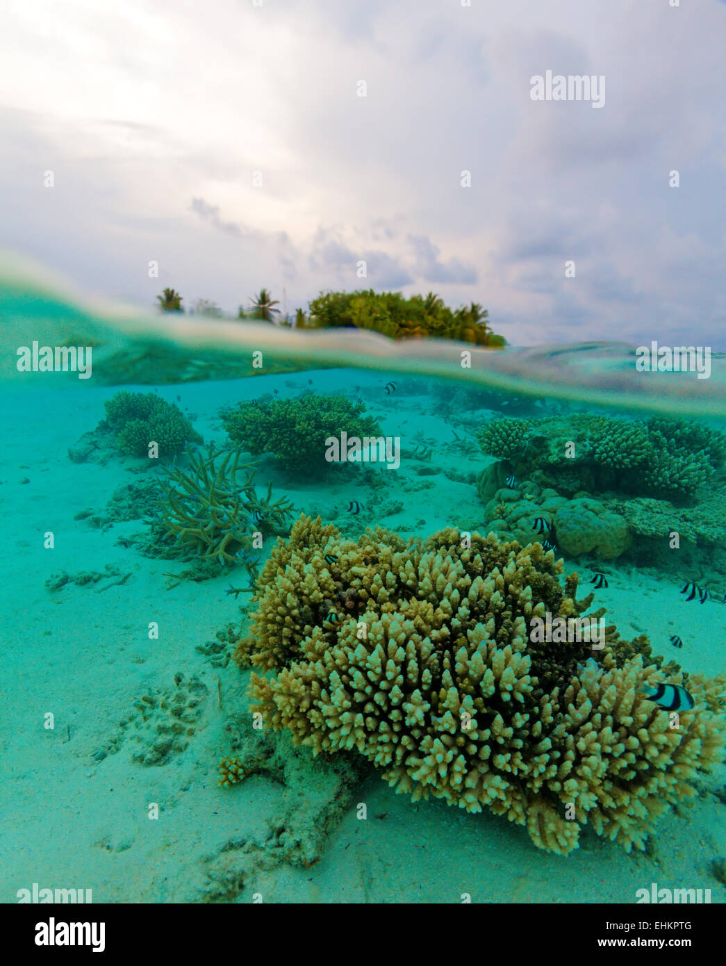 Scène sous-marine semi tropicales de l'île et de corail avec de petits poissons, Maldives Banque D'Images