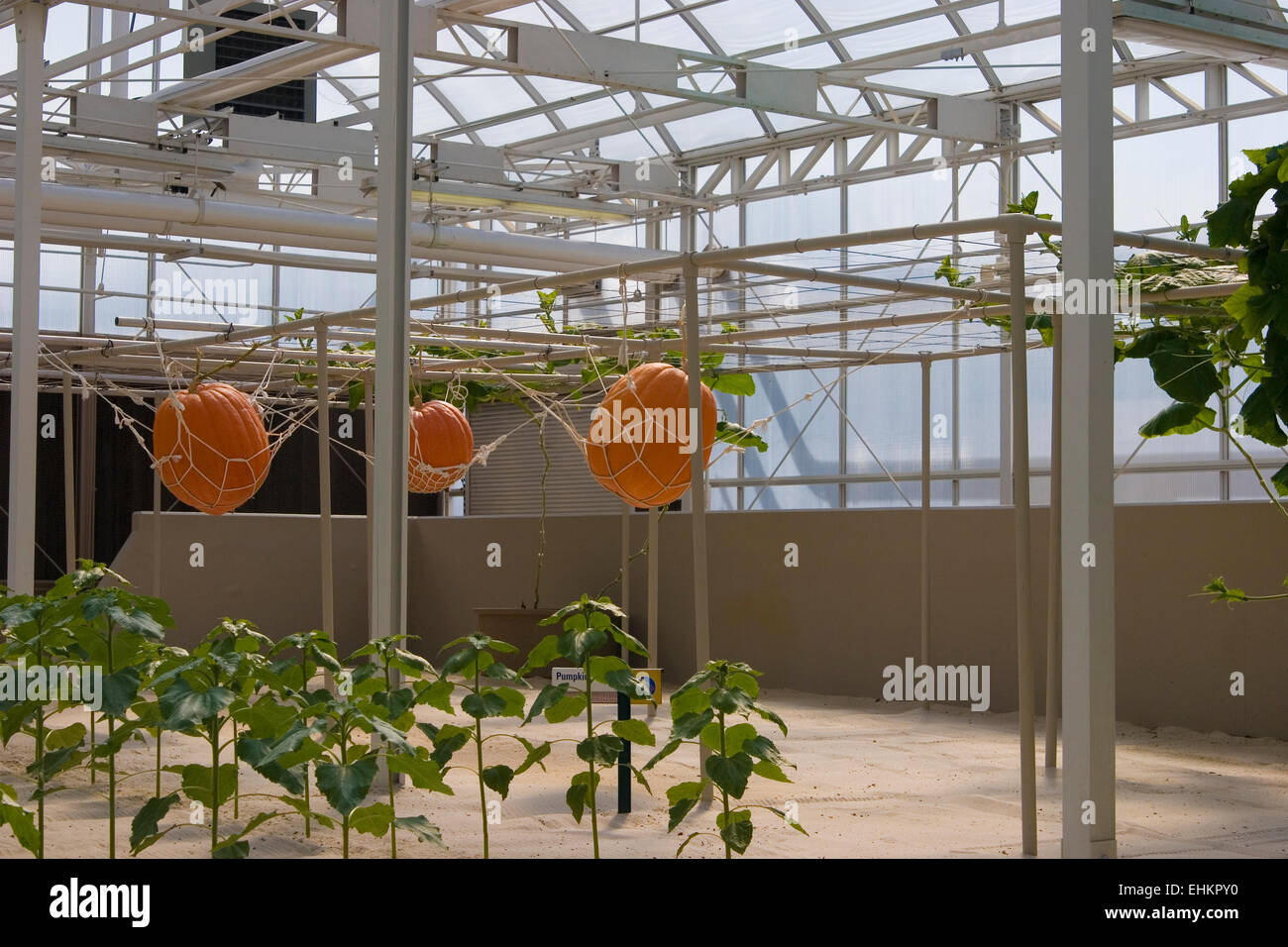 Citrouilles expérimental récolte à Epcot Center, Orlando, Floride Banque D'Images