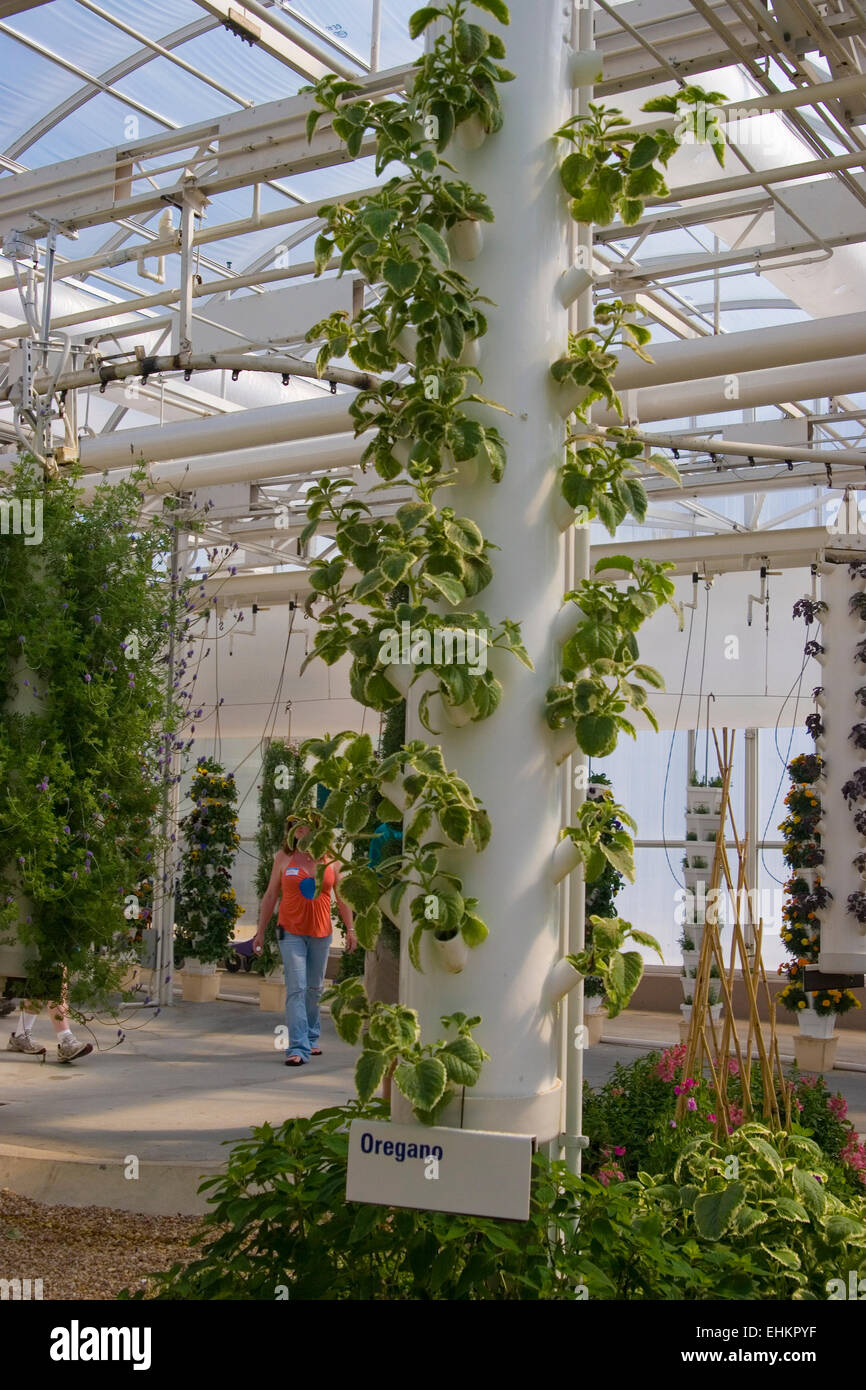 Les cultures expérimentales de l'origan à Epcot Center, Orlando, Floride Banque D'Images