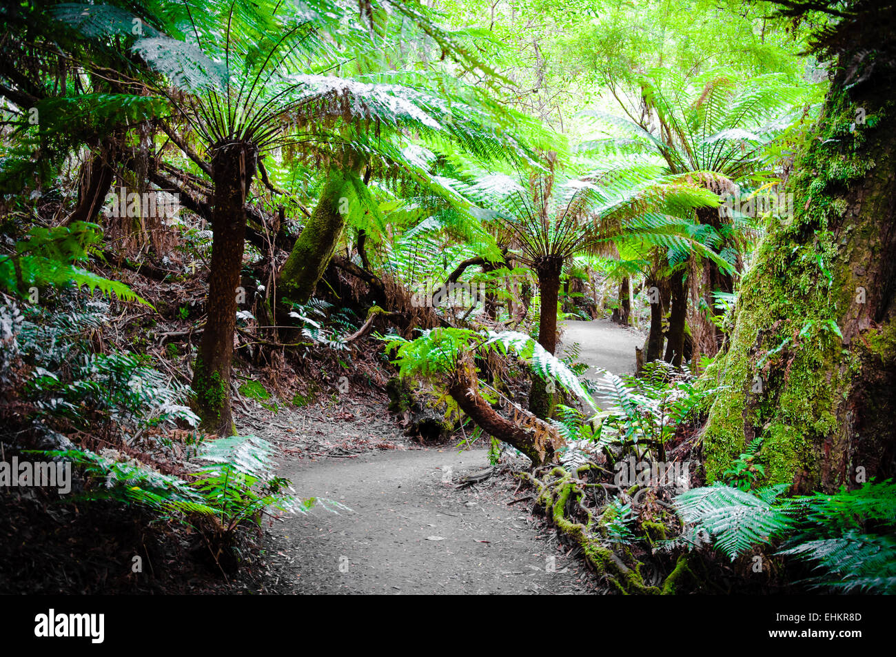 Maits Rest Rainforest Trail dans le parc national Great Otway, sur Great Ocean Road, Victoria, Australie l'État Banque D'Images