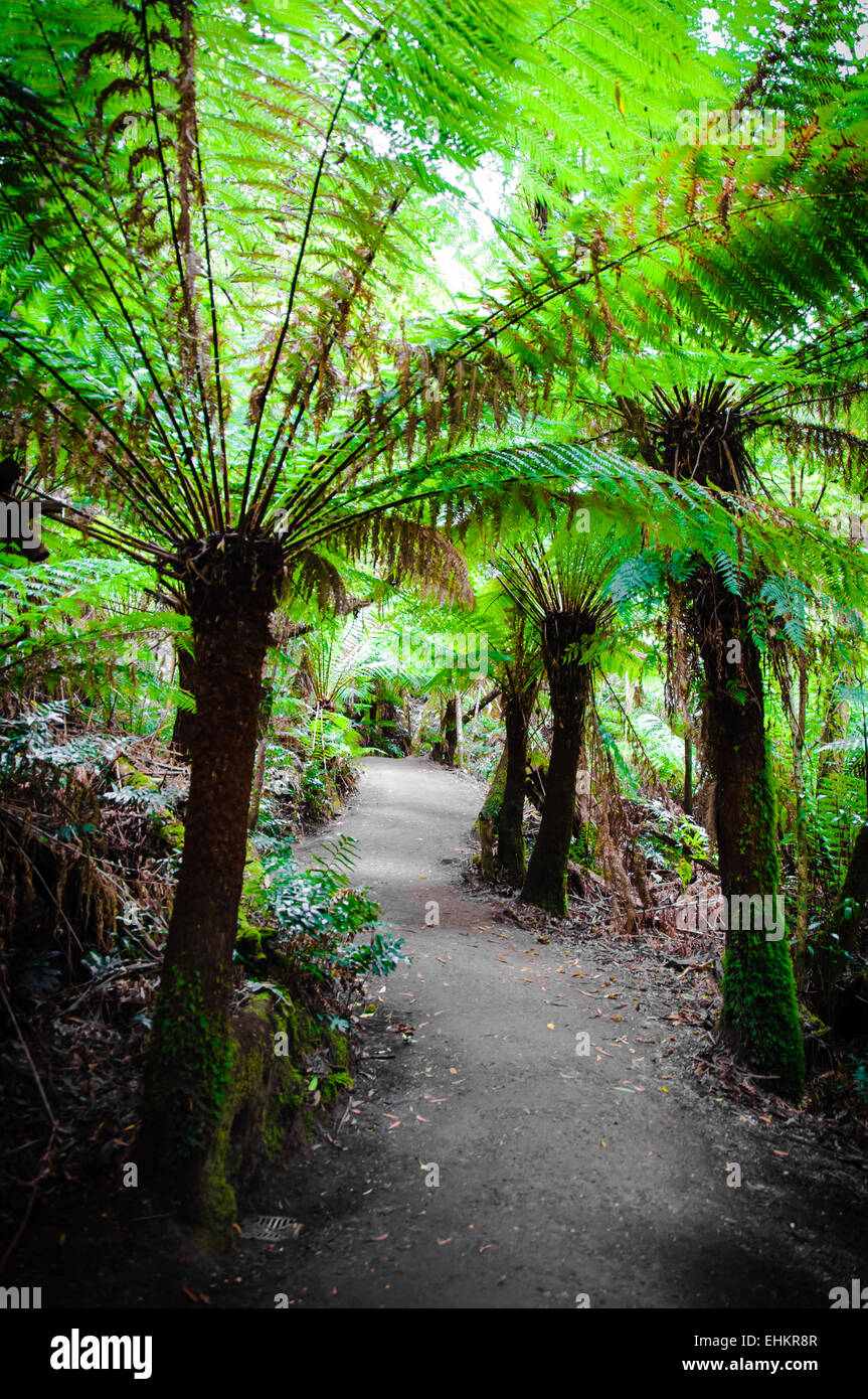 Maits Rest Rainforest Trail dans le parc national Great Otway, sur Great Ocean Road, Victoria, Australie l'État Banque D'Images