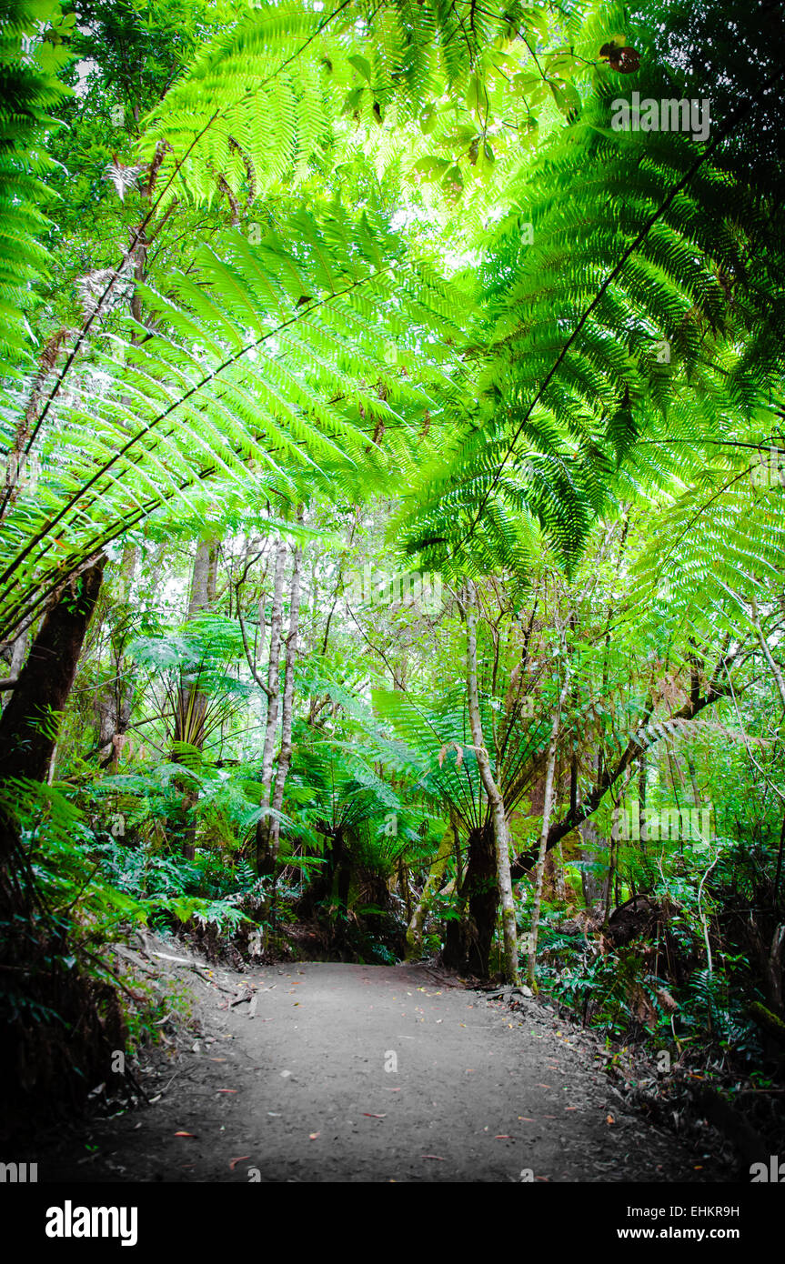 Maits Rest Rainforest Trail dans le parc national Great Otway, sur Great Ocean Road, Victoria, Australie l'État Banque D'Images
