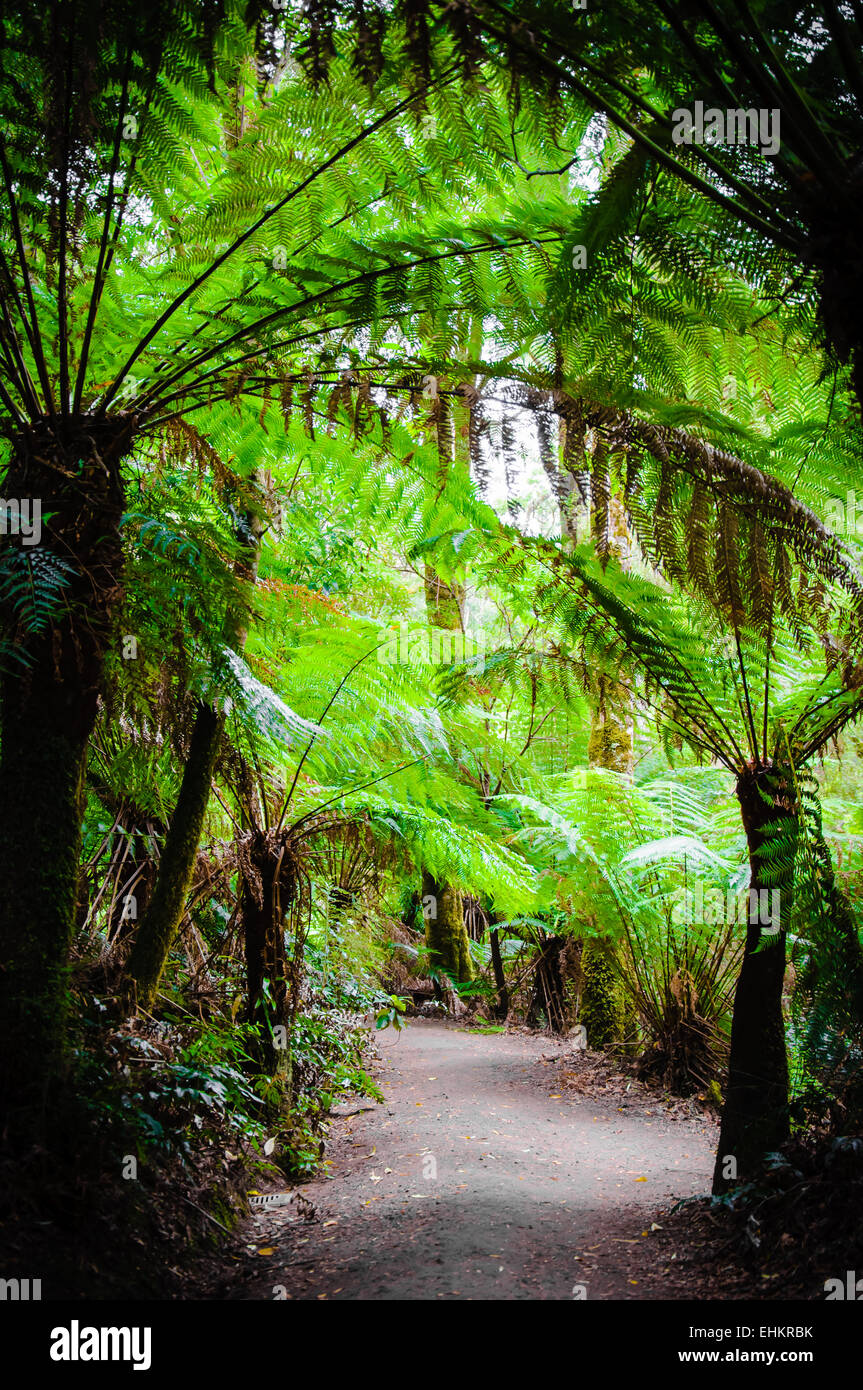 Maits Rest Rainforest Trail dans le parc national Great Otway, sur Great Ocean Road, Victoria, Australie l'État Banque D'Images