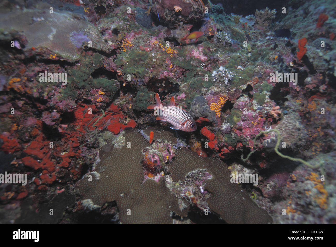 (Myripristis murdjan soldierfish Pinecone), Maldives Banque D'Images