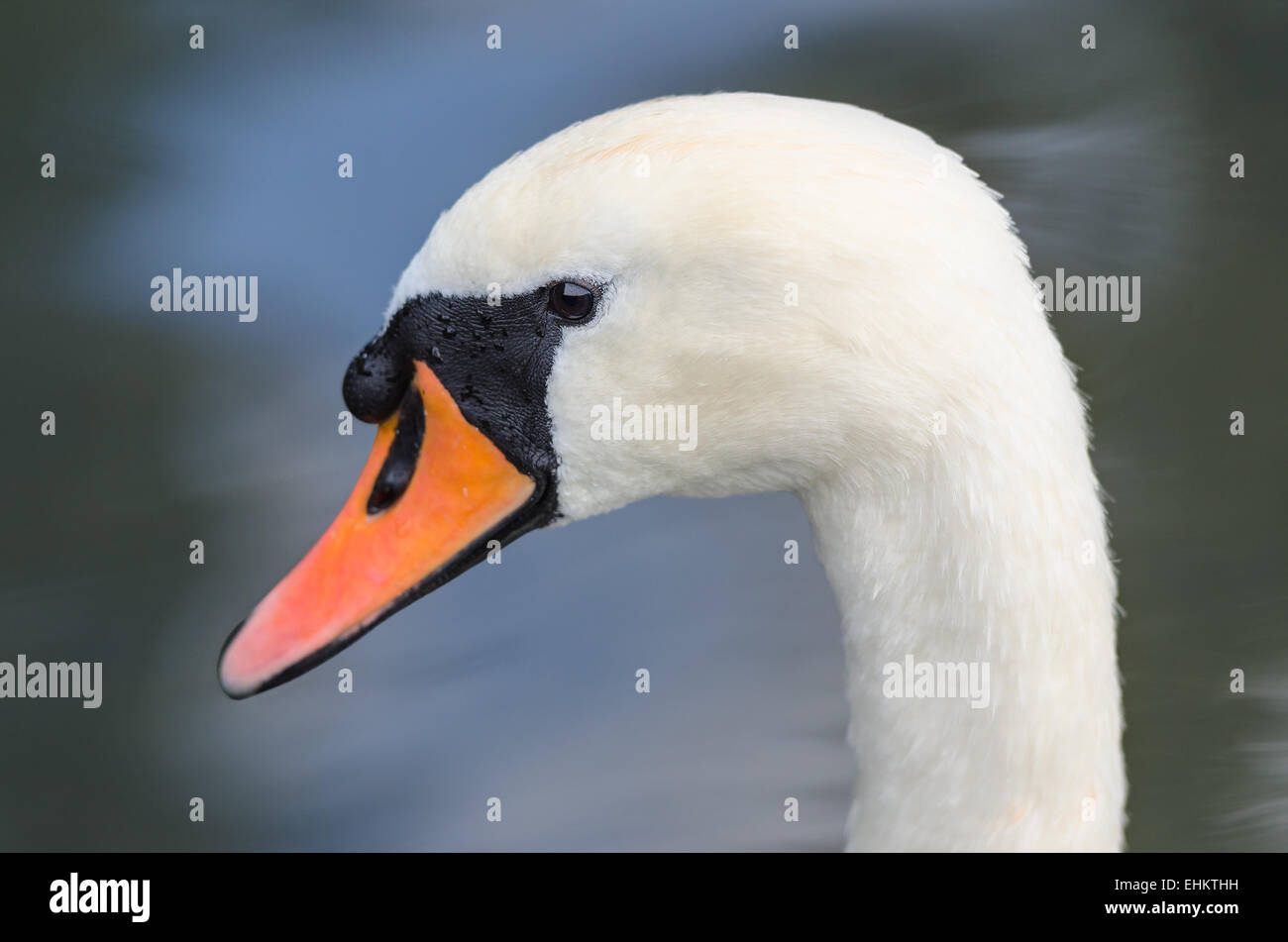 Profil de tête libre seul portrait de gracieux blanc cygne muet sur le lac ou étang Banque D'Images