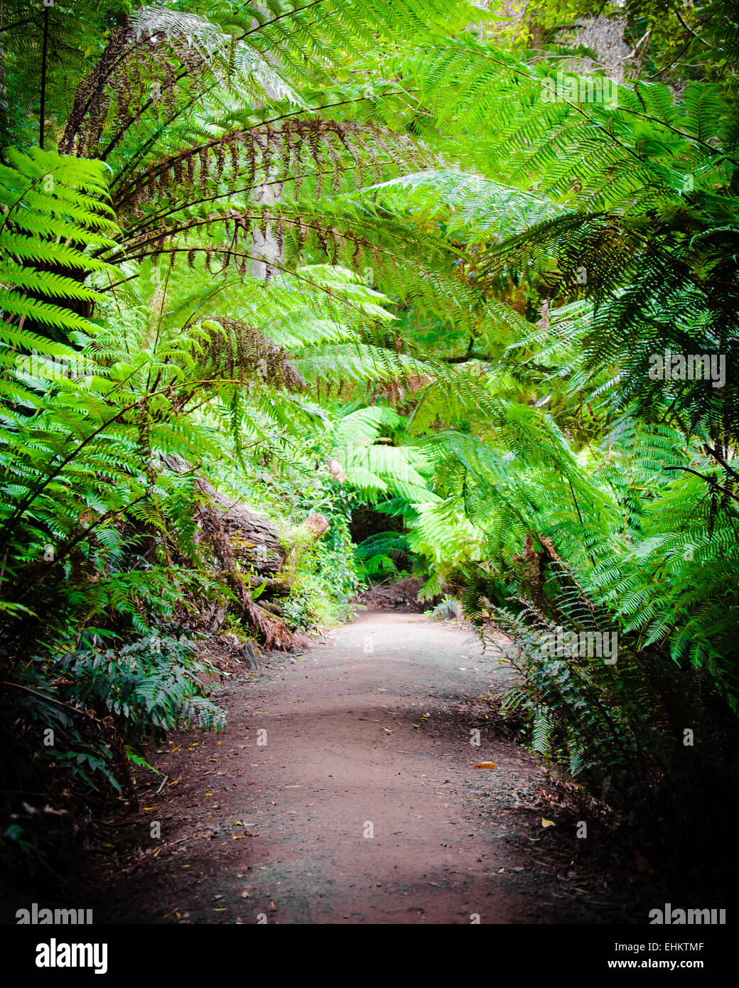 Maits Rest Rainforest Trail dans le parc national Great Otway, sur Great Ocean Road, Victoria, Australie l'État Banque D'Images