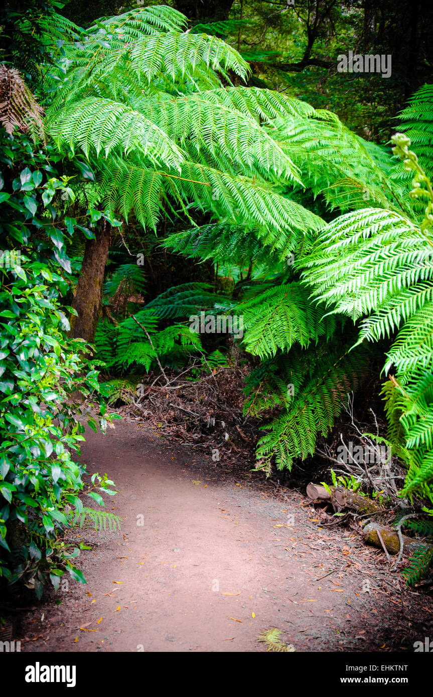 Maits Rest Rainforest Trail dans le parc national Great Otway, sur Great Ocean Road, Victoria, Australie l'État Banque D'Images