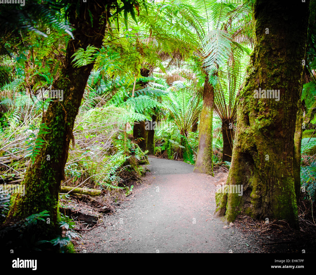 Maits Rest Rainforest Trail dans le parc national Great Otway, sur Great Ocean Road, Victoria, Australie l'État Banque D'Images