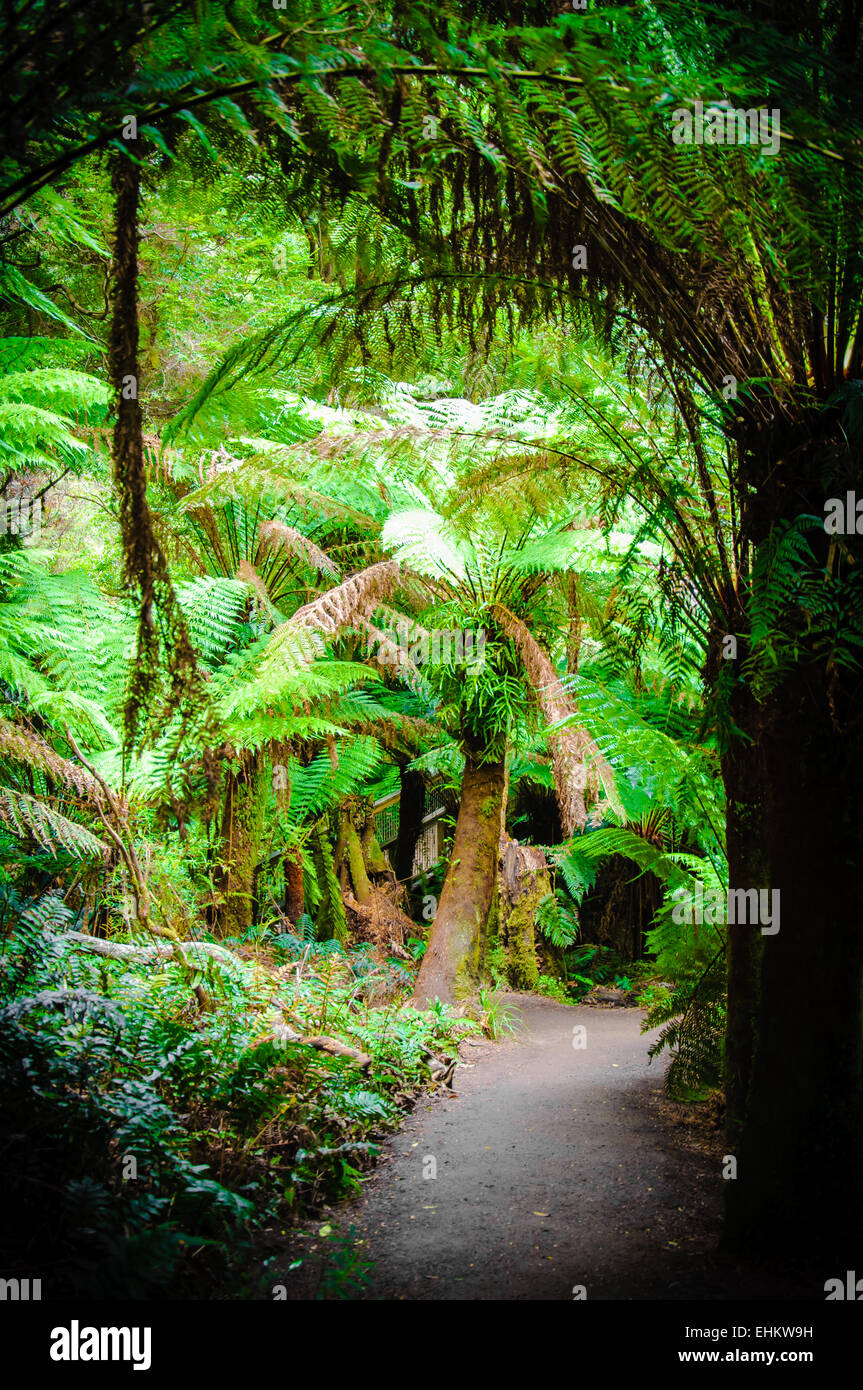 Maits Rest Rainforest Trail dans le parc national Great Otway, sur Great Ocean Road, Victoria, Australie l'État Banque D'Images