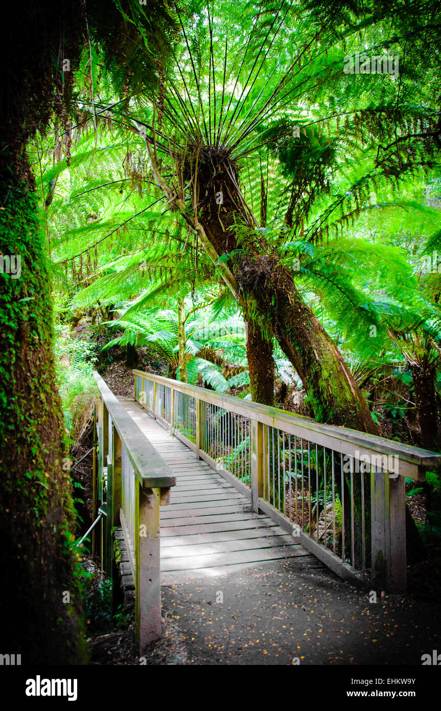 Maits Rest Rainforest Trail dans le parc national Great Otway, sur Great Ocean Road, Victoria, Australie l'État Banque D'Images