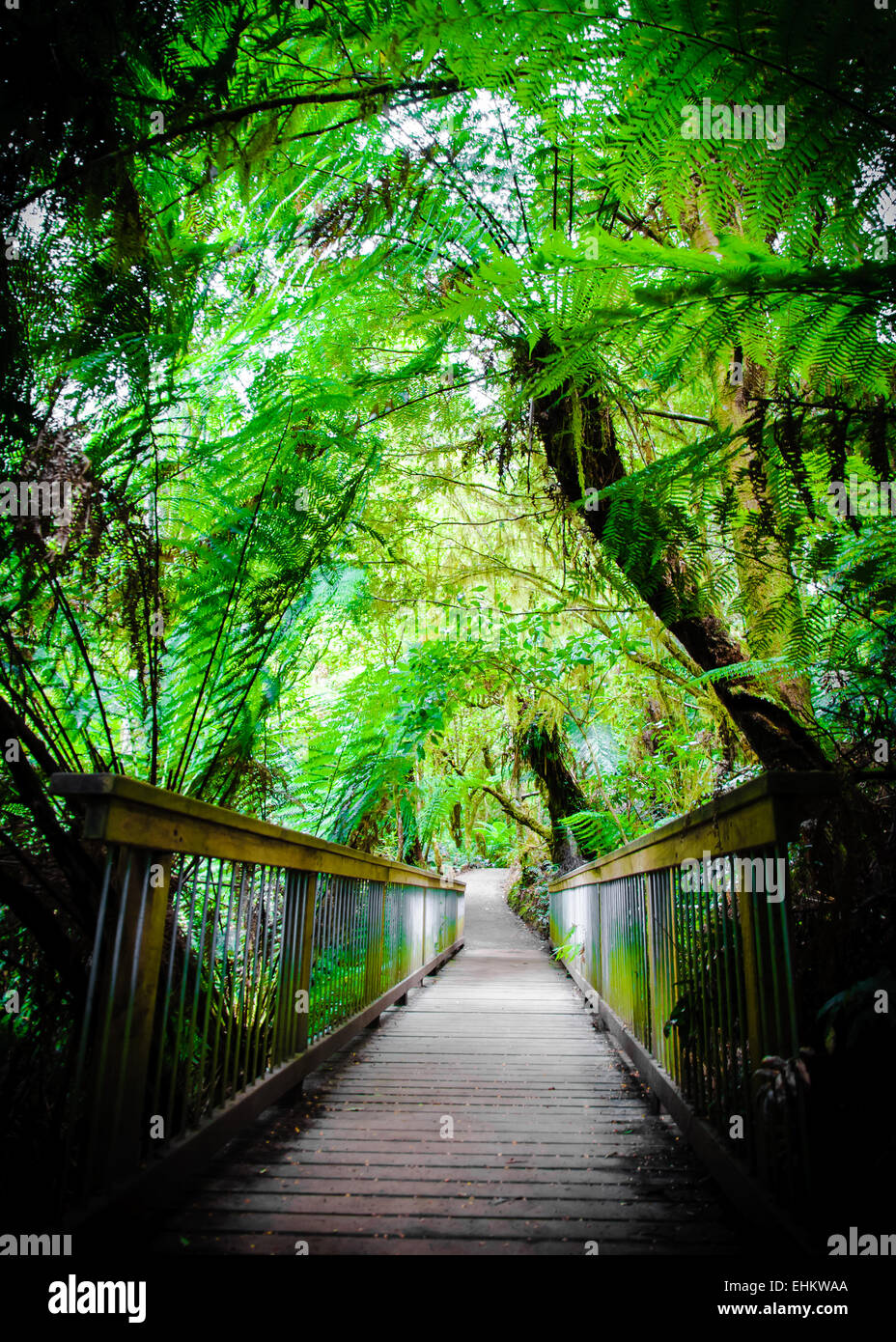 Maits Rest Rainforest Trail dans le parc national Great Otway, sur Great Ocean Road, Victoria, Australie l'État Banque D'Images