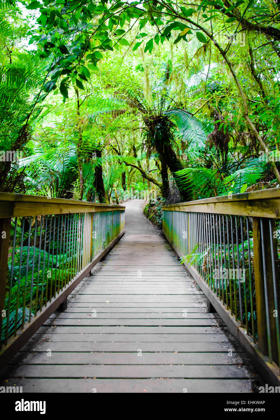 Maits Rest Rainforest Trail dans le parc national Great Otway, sur Great Ocean Road, Victoria, Australie l'État Banque D'Images