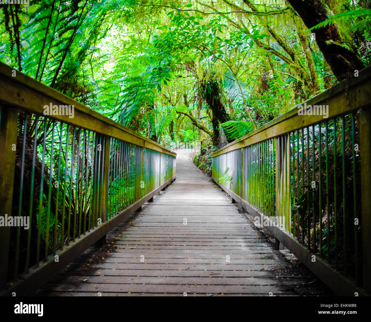 Maits Rest Rainforest Trail dans le parc national Great Otway, sur Great Ocean Road, Victoria, Australie l'État Banque D'Images