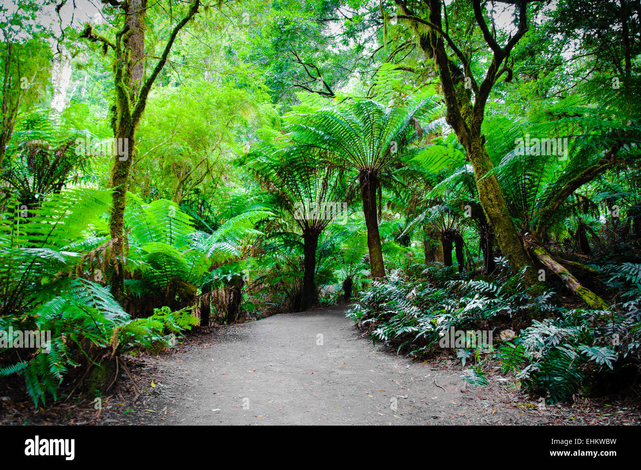 Maits Rest Rainforest Trail dans le parc national Great Otway, sur Great Ocean Road, Victoria, Australie l'État Banque D'Images