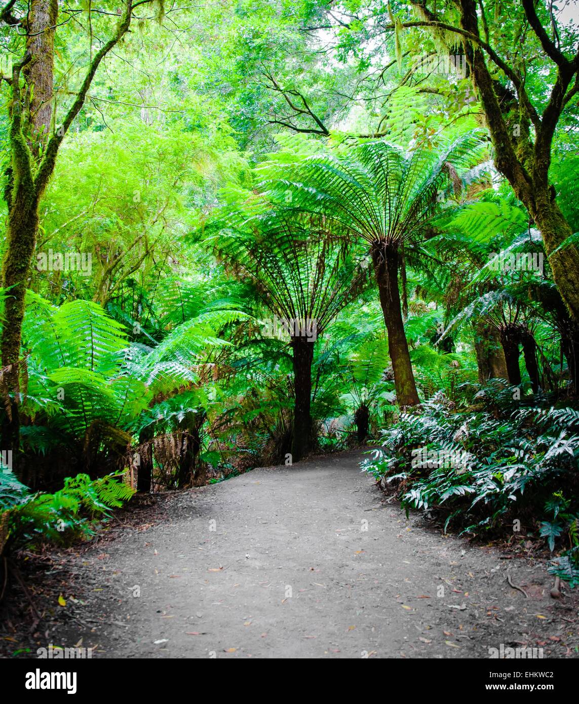 Maits Rest Rainforest Trail dans le parc national Great Otway, sur Great Ocean Road, Victoria, Australie l'État Banque D'Images