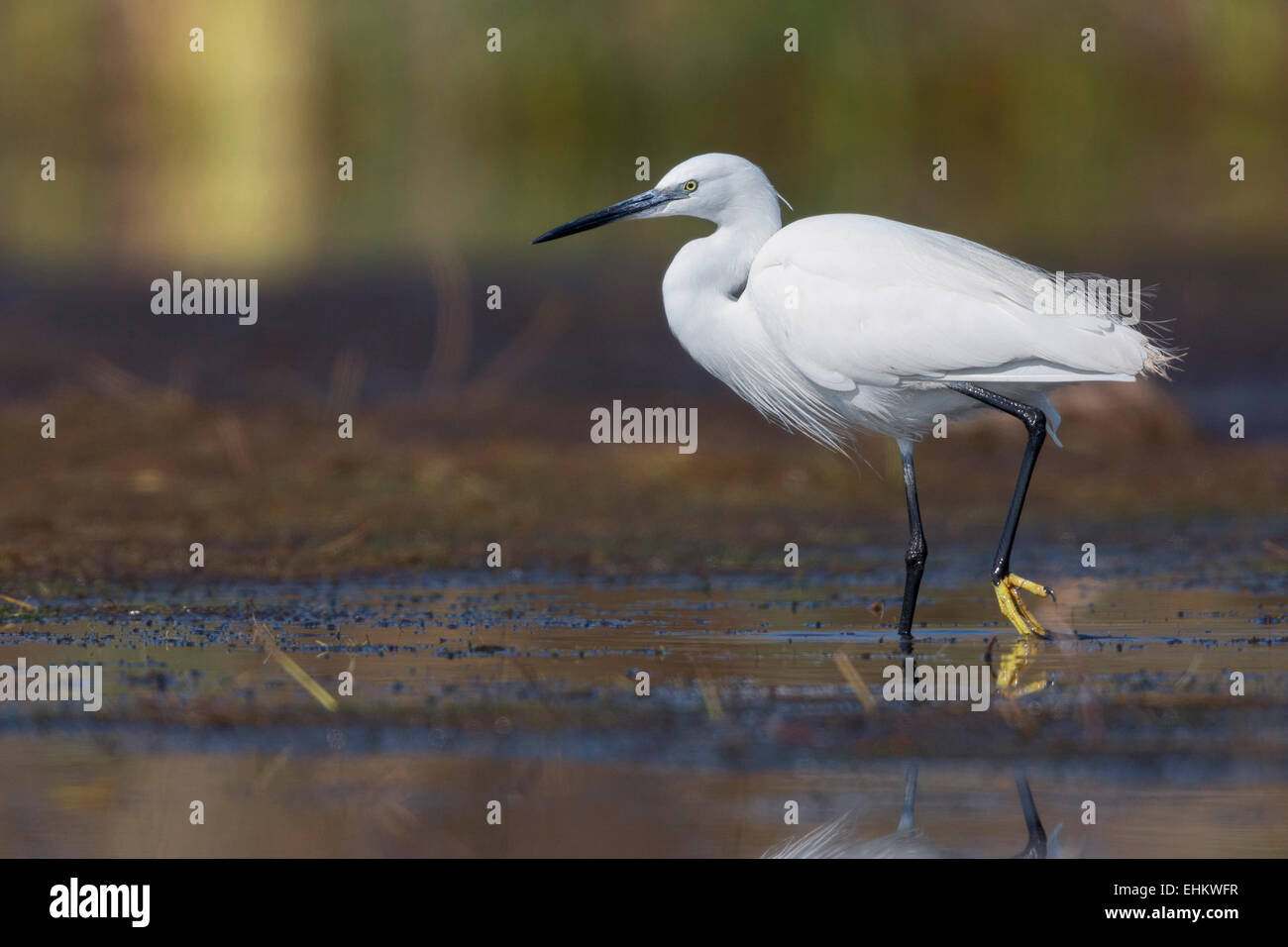 L'aigrette garzette, Campanie, Italie (Egretta garzetta) Banque D'Images