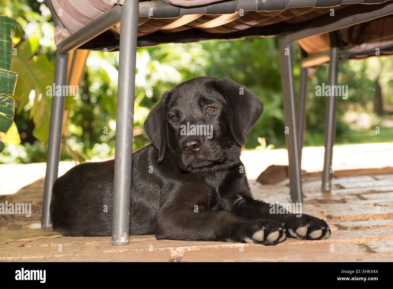 Un Labrador, chiot réside et se détendre sous une chaise sur le porche. Banque D'Images