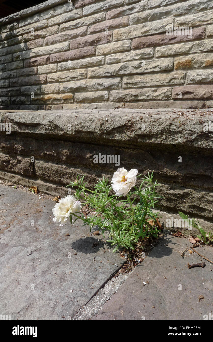 Une jeune plantule portulaca blanc qui s'est développée entre les fissures dans une cour en pierre. Banque D'Images