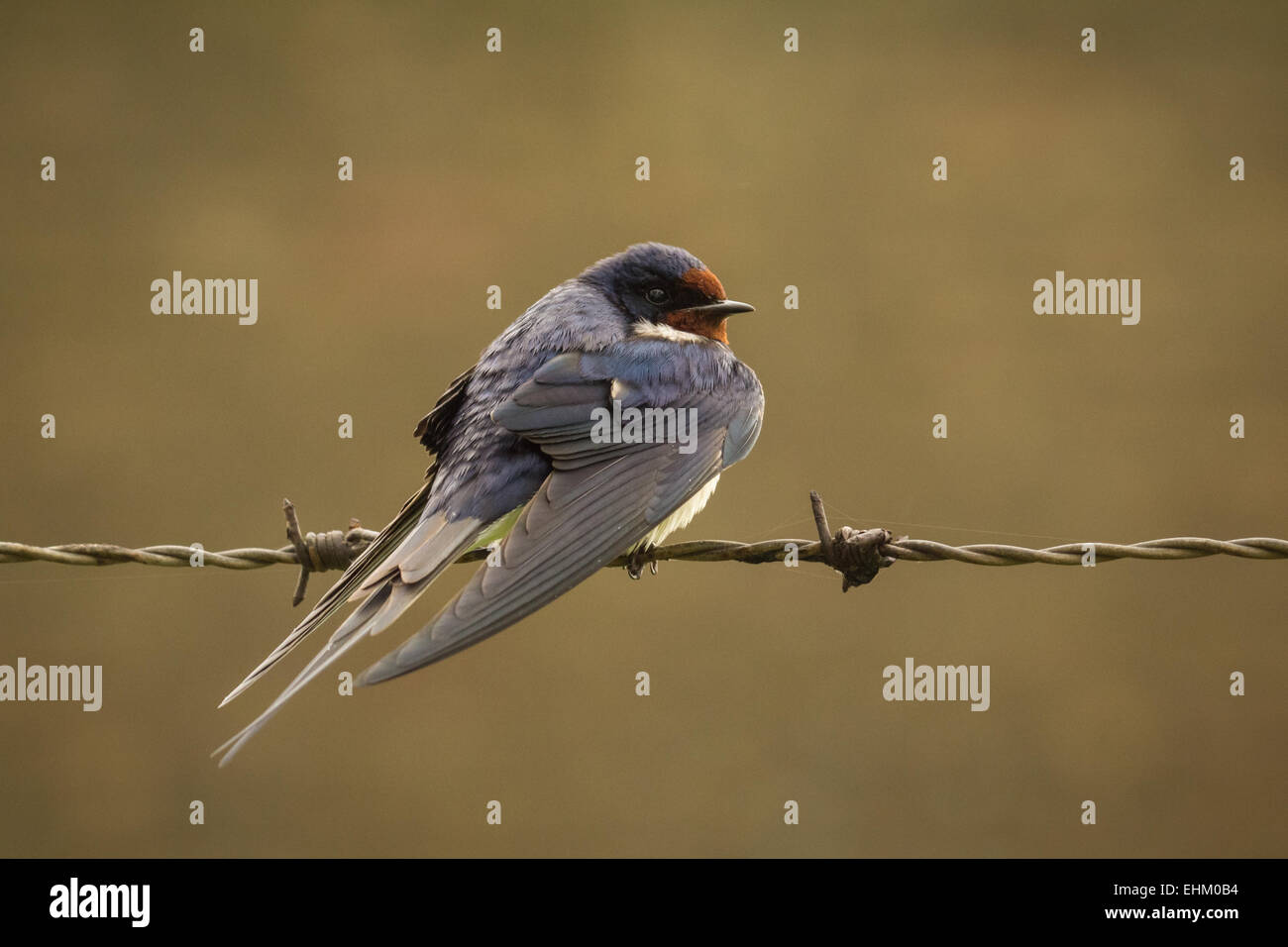 L'hirondelle rustique (Hirundo rustica) sécher ses ailes alors qu'elle repose sur le fil vert se mettre à l'eau après une la pluie. Banque D'Images