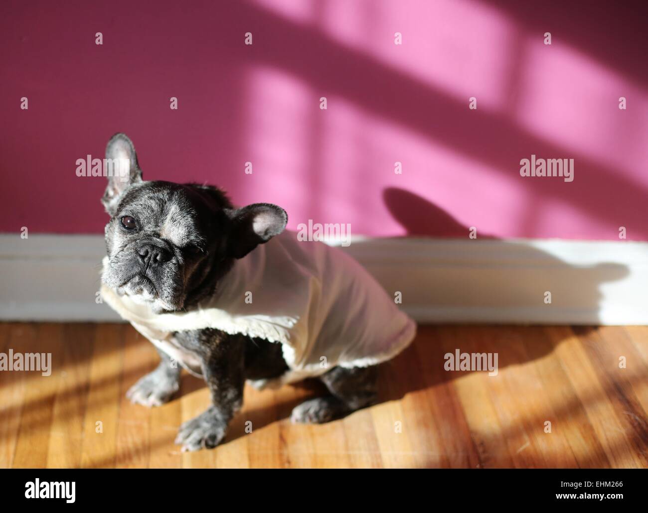 Un mignon, vieux bouledogue français portant un manteau. Banque D'Images