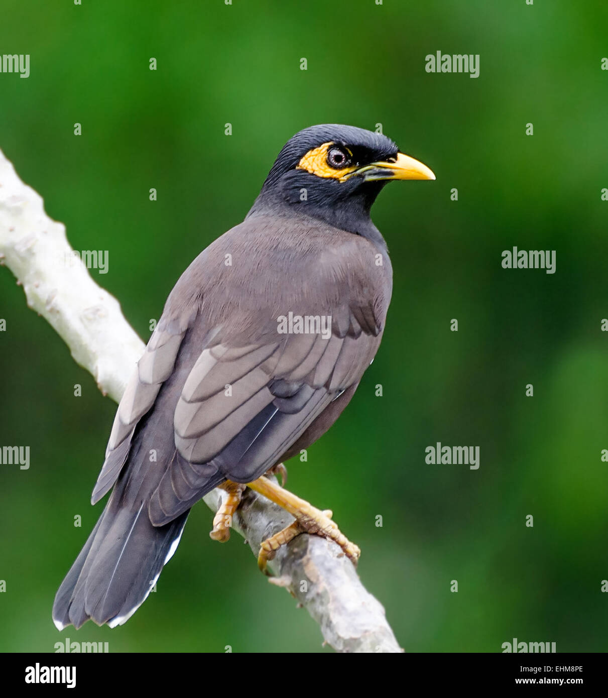 Oiseaux communs Myna (Acridotheres tristis) Banque D'Images