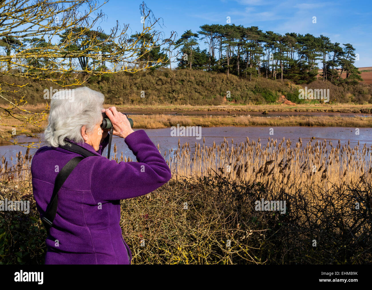 Dame mature des oiseaux dans la vallée de l'Otter, l'est du Devon, England, UK Banque D'Images