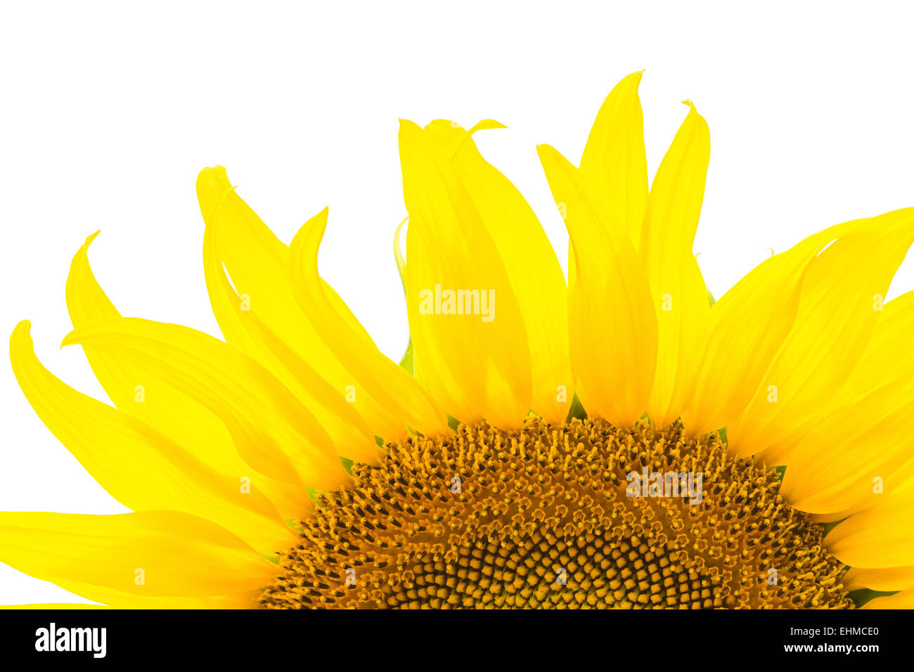 Belle fleur jaune, tournesol, isolé sur fond blanc Banque D'Images
