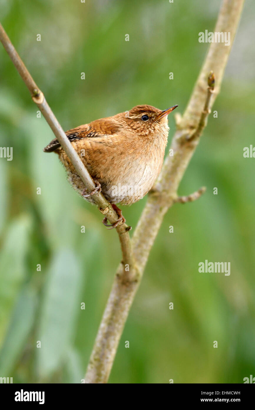 Le Troglodyte mignon (Troglodytes troglodytes), perché sur une branche, Suisse Banque D'Images