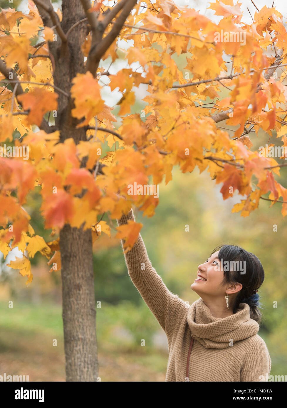 Asian Woman Reaching for autumn leaves in park Banque D'Images