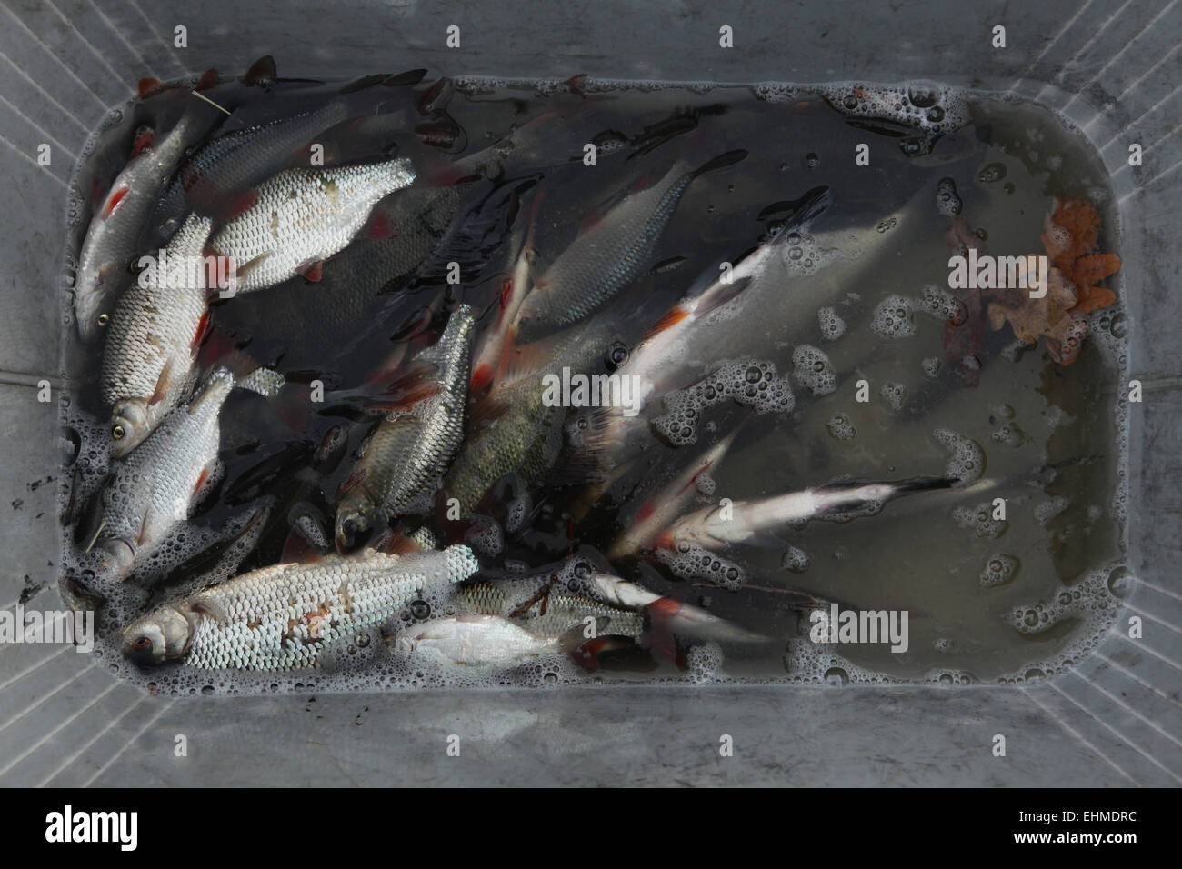 Poisson frais de rotengle (Scardinius erythropthalmus) observés au cours d'une pêche dans l'Étang Horusicky en Bohême du Sud, en République tchèque. Banque D'Images