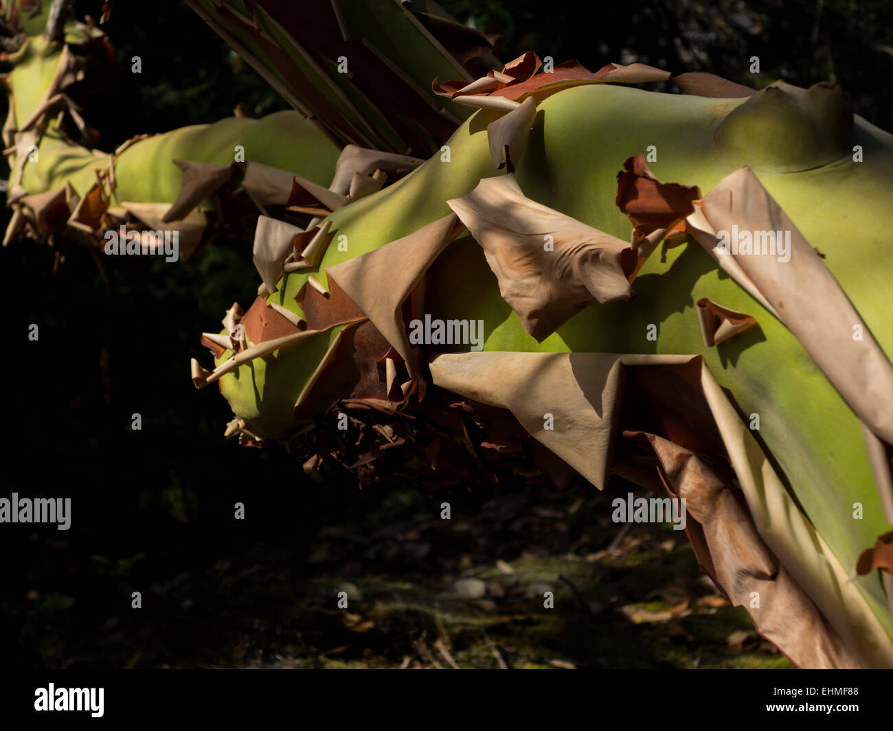 La nature sauvage de la côte du Pacifique,Nature,Canada, Amérique du Nord, les voyages,l'arbousier,arbres,pealing off,treas Banque D'Images