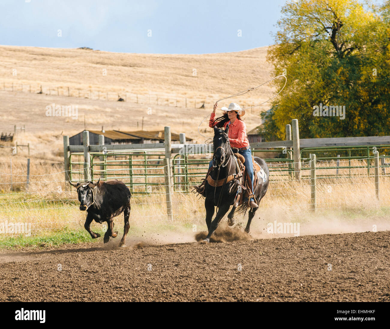 Caucasian woman chasing bovins à rodeo Banque D'Images