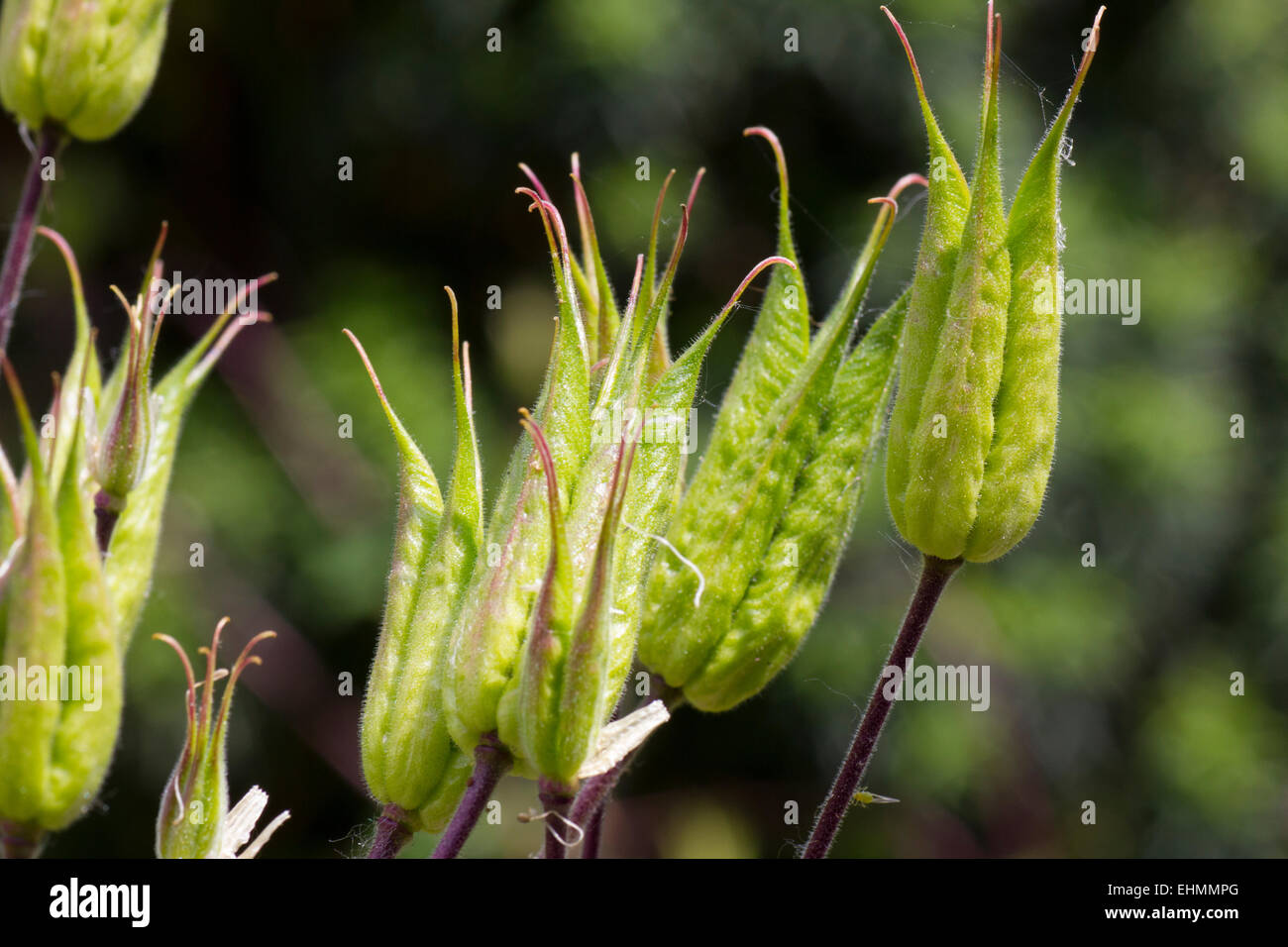 Aquilegia plusieurs têtes de graine, encore vert Banque D'Images