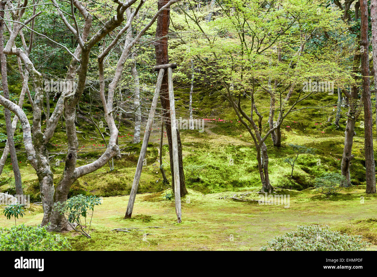 Ginkaku-ji temple zen, Kyoto, Japon, également connu sous le nom de Jisho-ji ou pavillon d'argent. La mousse des bois au début du printemps le jardin Banque D'Images