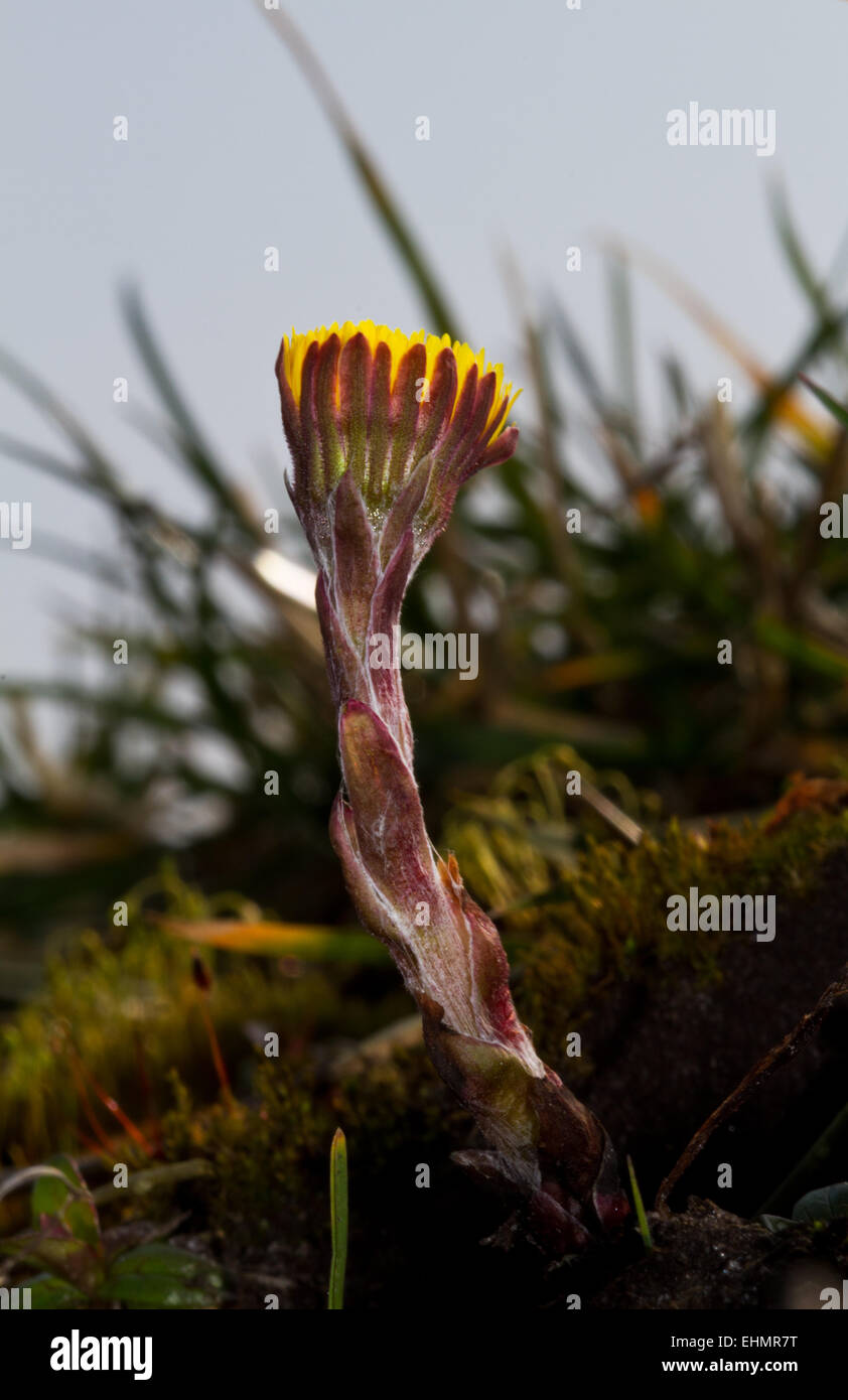Tussilage ou Coughwort, une des premières fleurs du printemps Banque D'Images