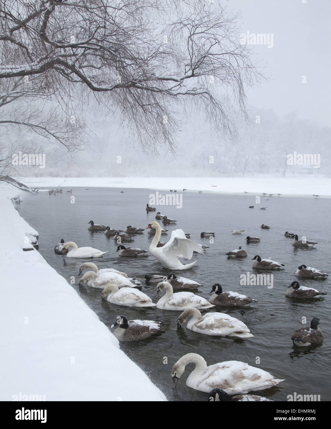 Les oiseaux d'eau se rassemblent le long du bord du lac partiellement gelé dans Prospect Park, dans l'espoir d'être nourris par les gens. Brooklyn, New York. Banque D'Images