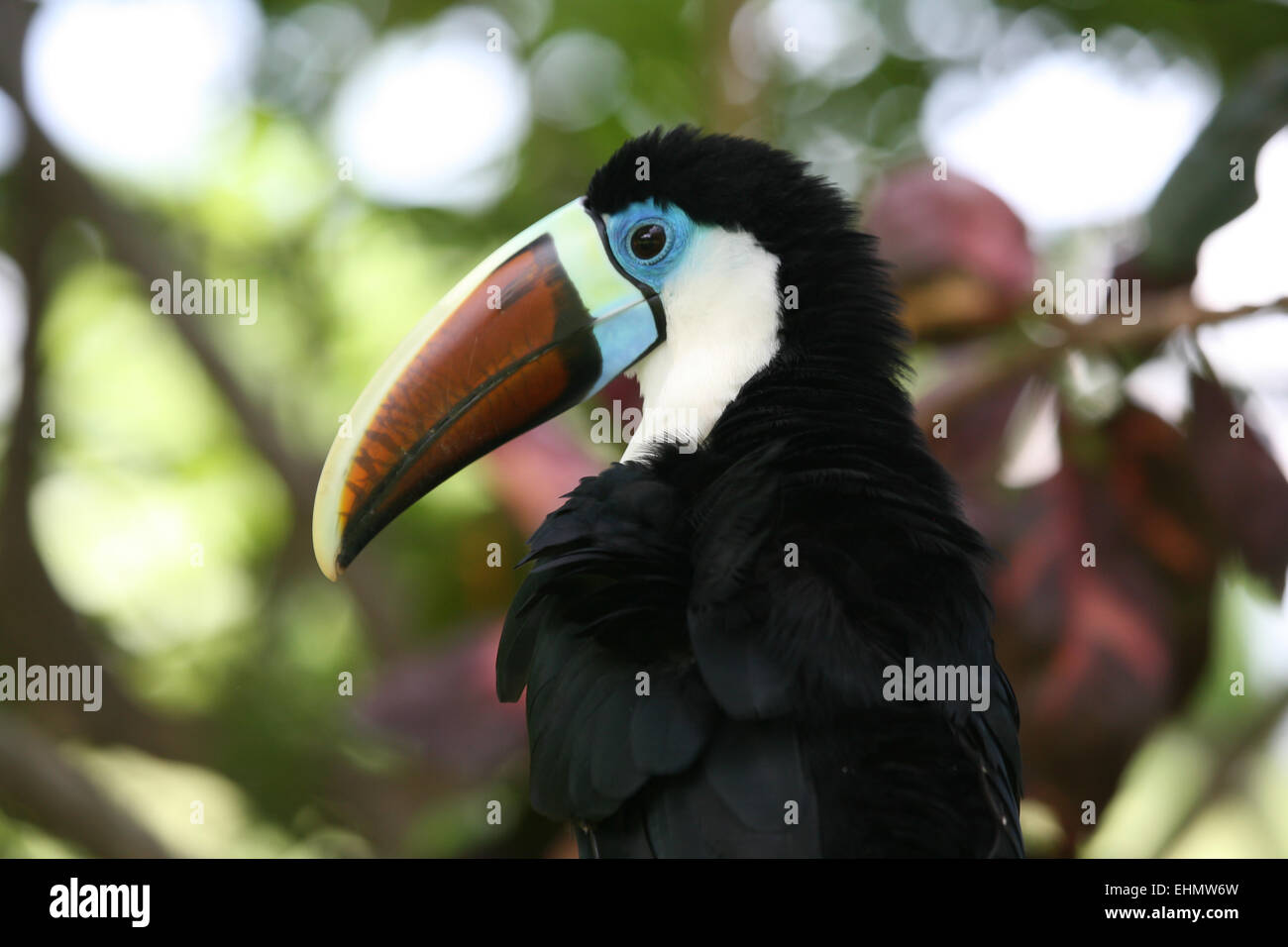 Toucan à gorge blanche Banque D'Images