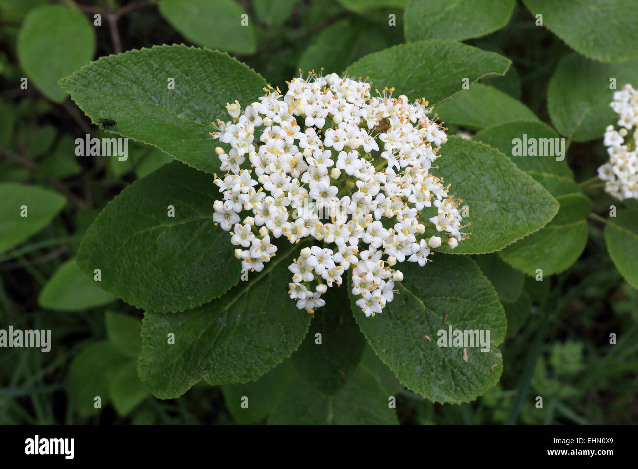 Viburnum lantana, Wayfaring Tree Banque D'Images