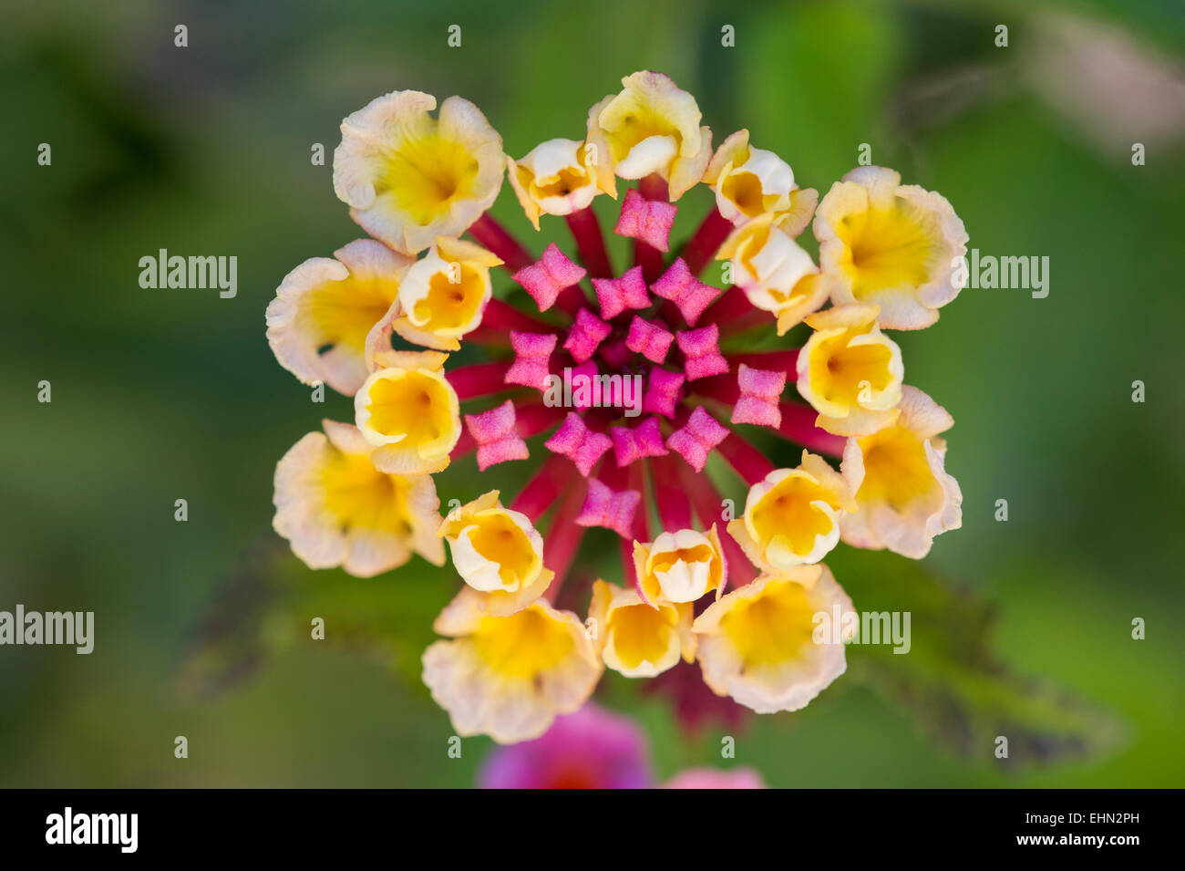 Une fleur rose et jaune Lantana (Lantana camara) croissant dans un jardin près de Latsi (Latchi), Chypre Banque D'Images