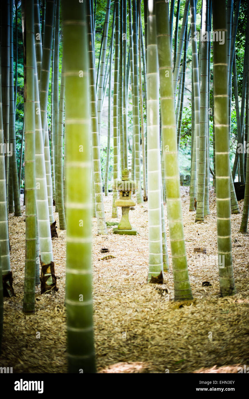 Forêt de bambous. Banque D'Images