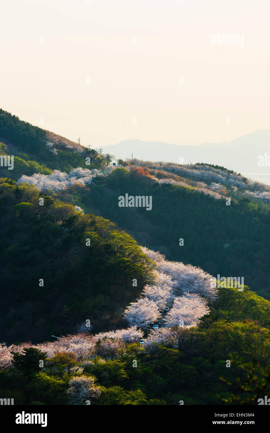 L'Asie, République de Corée, Corée du Sud, Pusan, fleur de printemps Banque D'Images